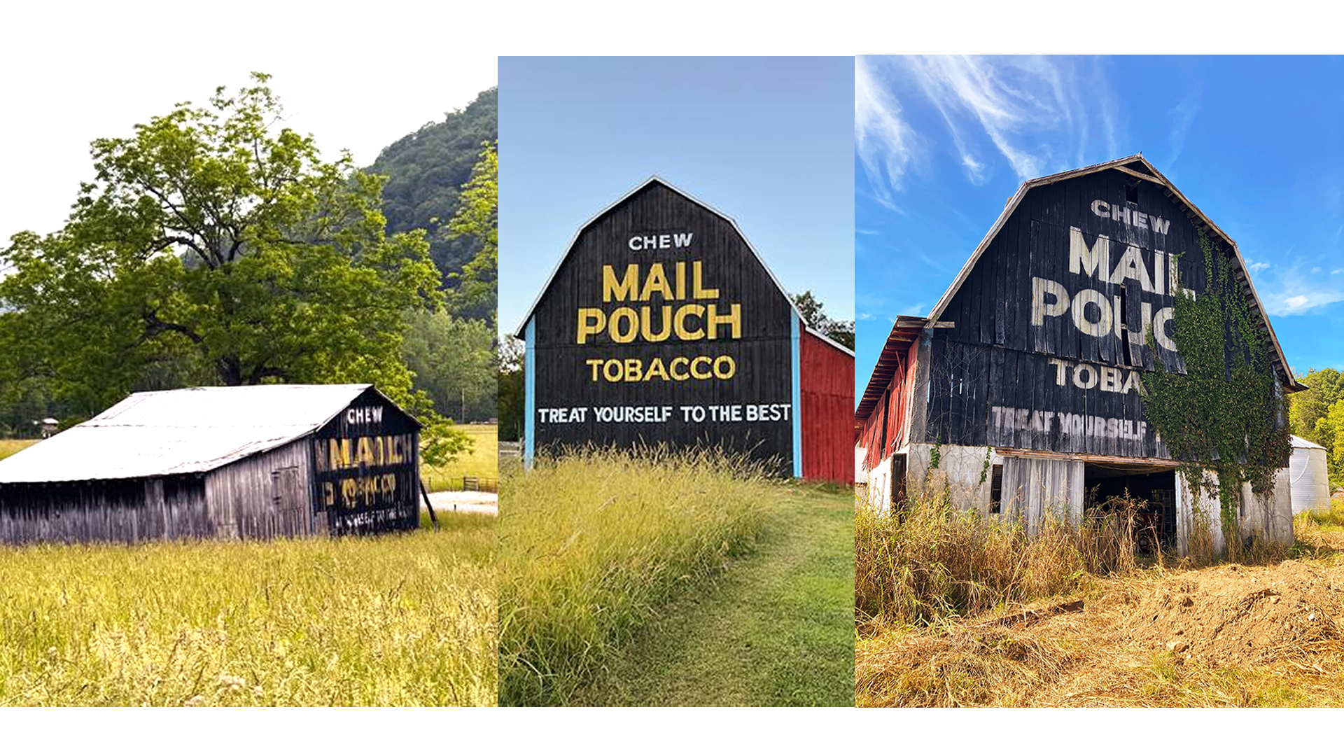 natural tobacco canada Organic tobacco leaves drying in the shed in a tobacco farm in Upper Canada  Village Stock Photo